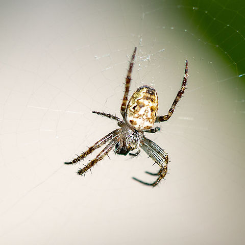 Eastern Grass Orb Weaver Marble like. Australia,Eastern Grass Orb-weaver,Geotagged,Plebs eburnus,Summer