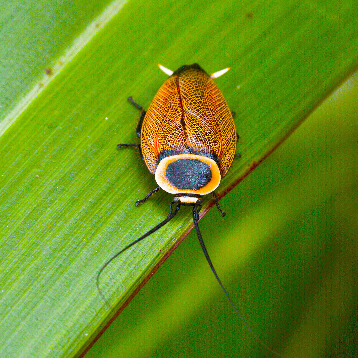 Austral Ellipsidion Cockroach A truly amazing cockroach. I believe that our First People&#039;s dot painting and artistic product is related to the environment. Happy! Austral Ellipsidion Cockroach,Australia,Ellipsidion australe,Geotagged,Hazelbrook NSW,Summer