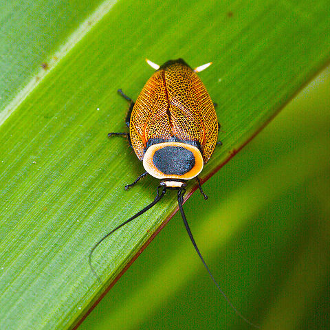 Austral Ellipsidion Cockroach A truly amazing cockroach. I believe that our First People's dot painting and artistic product is related to the environment. Happy! Austral Ellipsidion Cockroach,Australia,Ellipsidion australe,Geotagged,Hazelbrook NSW,Summer