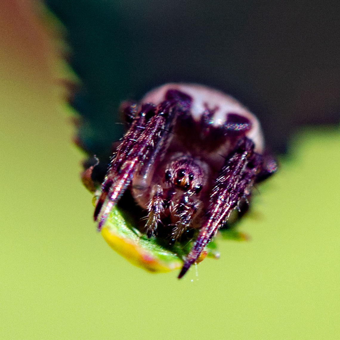 Waiting Around Eastern Grass Orb ? Australia,Enamelled Spider,Geotagged,Plebs bradleyi,Summer
