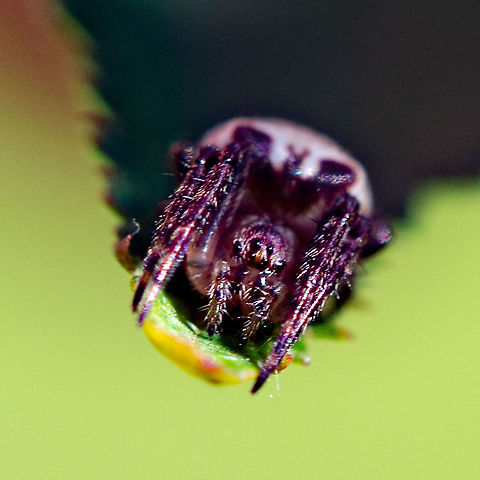 Waiting Around Eastern Grass Orb ? Australia,Enamelled Spider,Geotagged,Plebs bradleyi,Summer