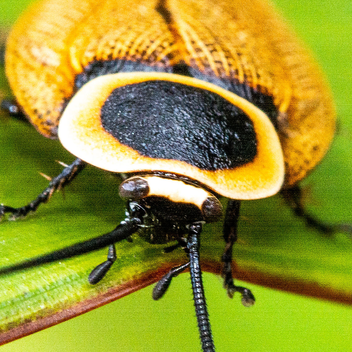 The Austral Ellipsidion Cockroach A closer head shot Austral Ellipsidion Cockroach,Australia,Ellipsidion australe,Geotagged,Summer,The Austral Ellipsidion Cockroach