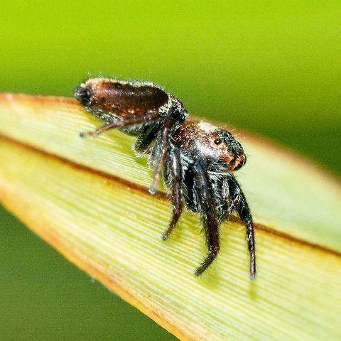 Jumping Spider - Opisthoncus Mordax A very active jumper Australia,Biting Jumping Spider,Geotagged,Jumping Spider,Opisthoncus mordax,Summer