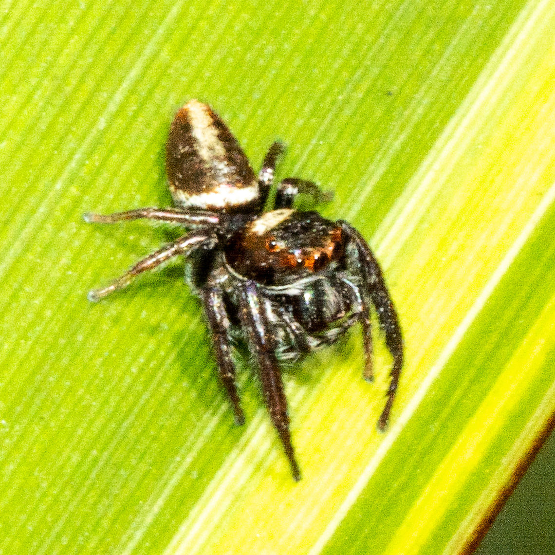 Jumping Spider Usually found on the leaves and bark of trees but sometimes found on walls and other structure Australia,Biting Jumping Spider,Geotagged,Jumping Spider,Opisthoncus mordax,summer