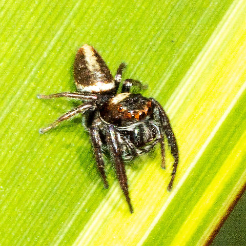 Jumping Spider Usually found on the leaves and bark of trees but sometimes found on walls and other structure Australia,Biting Jumping Spider,Geotagged,Jumping Spider,Opisthoncus mordax,summer