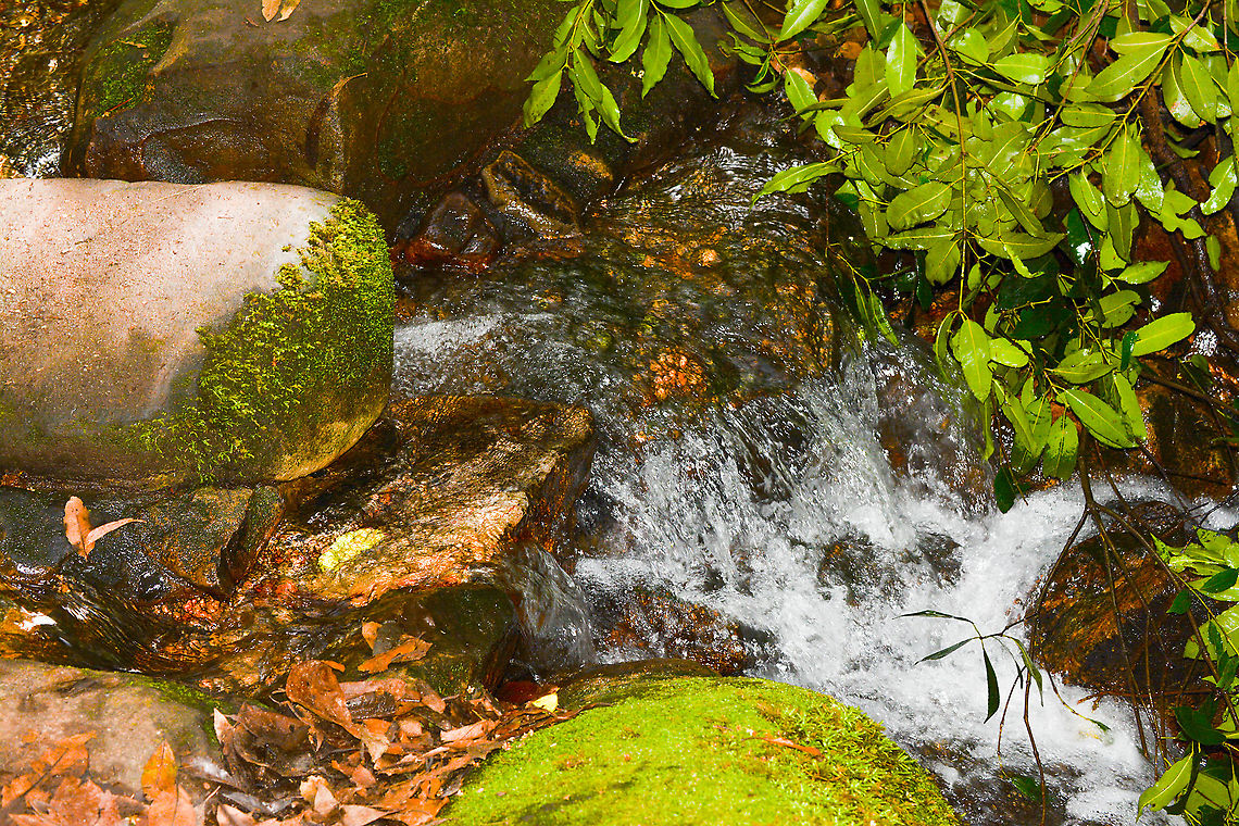 A beautiful spot at Coachwood Glen On my walk this morning in the Megalong Valley below Blackheath Australia,Geotagged,Megalong Valley NSW,Summer