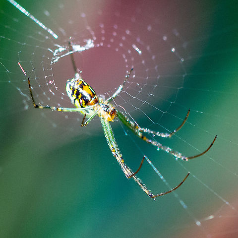 Tiger Spider Underview of this spider Black-legged Nephila,Nephila edulis,Nephila fenestrata,Nephila plumipes,Tiger Spider