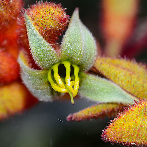 Kangaroo Paw Flower - Anigozanthos No doubt a cultivar 'Bush Dance' but pretty anyway Anigozanthos,Anigozanthos rufus,Australia,Geotagged,Kangaroo Paw,Red Kangaroo Paw,summer