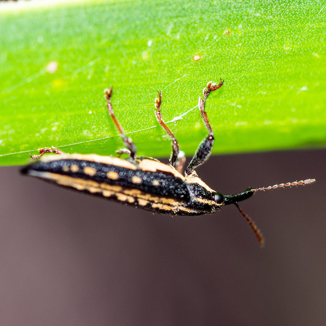 Rhinotia Semipunctuata- Long Nosed Weevil Startled this weevil Australia,Geotagged,Long-nosed weevil,Rhinotia semipunctata,summer