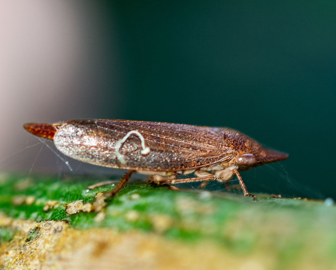 Rhotidus teliformis White-dotted brown leafhopper. Amazing what you see when you sit still and open your mind. Australia,Geotagged,Rhotidus teleformis,Summer,White-dotted brown leafhopper