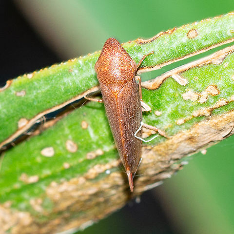 Rhotidus teliformis A white-dotted brown leafhopper. What a tiny little insect ? Australia,Geotagged,Rhotidus teleformis,Summer,White-dotted brown leafhopper