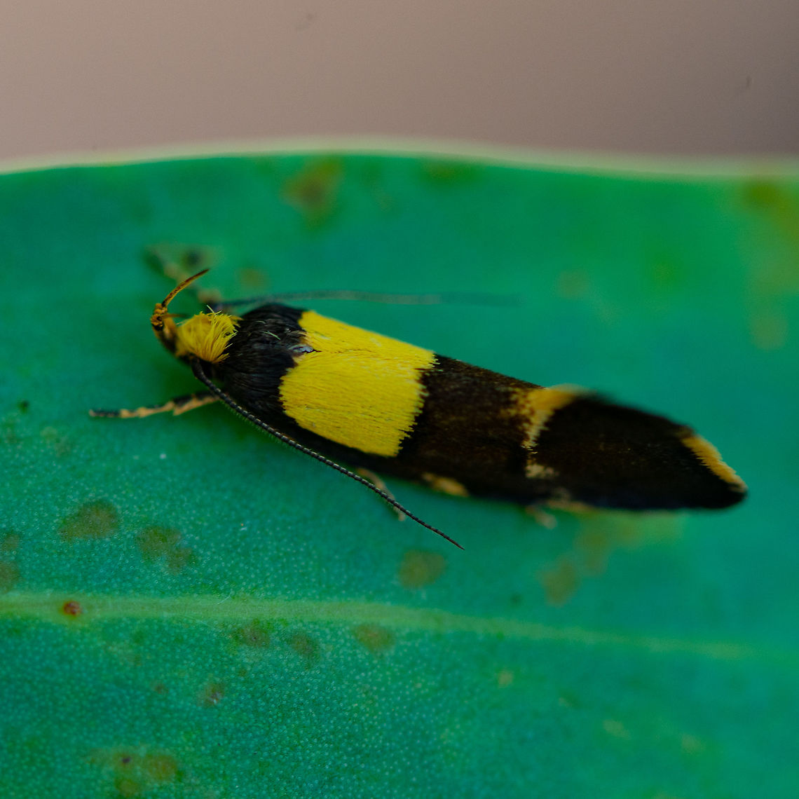 A Concealer Moth - Enchronista proximella Vibrant yellow and black brown moth. Amazing what I continue to see in my garden. Australia,Enchronista proximella,Geotagged,Summer
