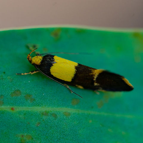 A Concealer Moth - Enchronista proximella Vibrant yellow and black brown moth. Amazing what I continue to see in my garden. Australia,Enchronista proximella,Geotagged,Summer