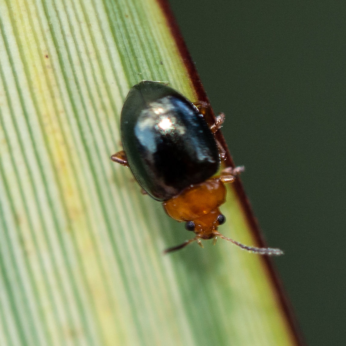 Lamprolina impressicollis  Australia,Geotagged,Lamprolina impressicollis,Pittosporum Beetle,Summer