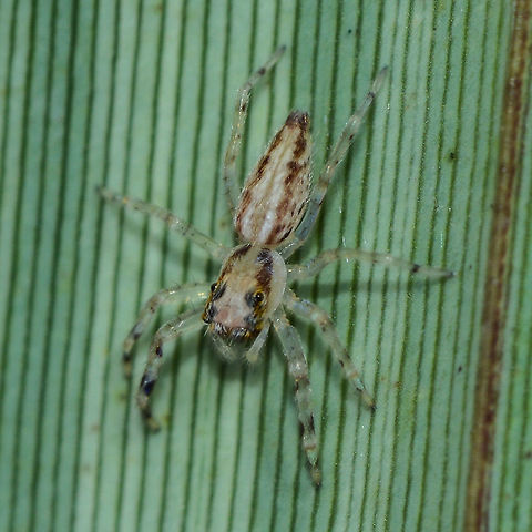 Helpis minitabunda female Quite a transparent jumping spider. Australia,Geotagged,Helpis minitabunda,Summer