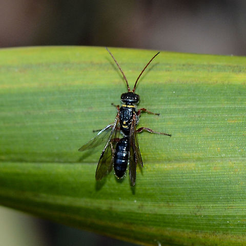 Tachynomyia abdominalis Distinctive yellow markings on this flower wasp Australia,Geotagged,Summer,Tachynomyia abdominalis,flower wasp