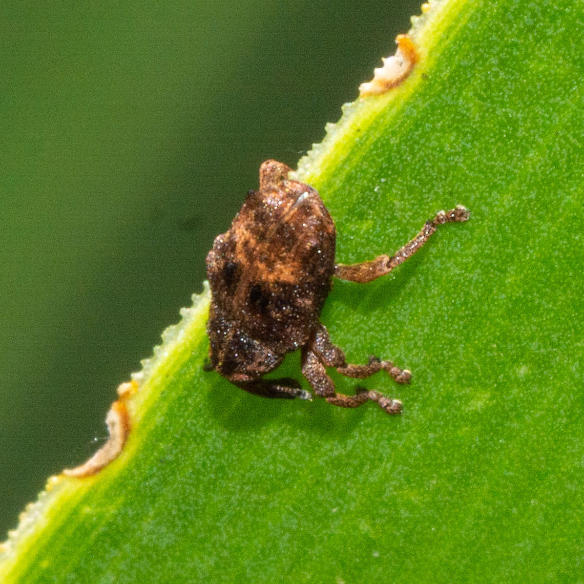 Weevil Is it Zeacalles pictus Australia,Geotagged,Summer,Zeacalles pictus