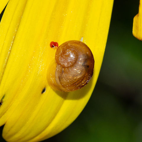 Delicate Snail  Australia,Geotagged,Summer
