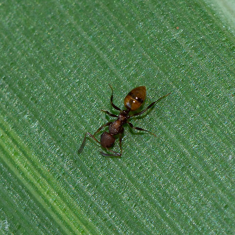 Brown Ant  Australia,Geotagged,Summer