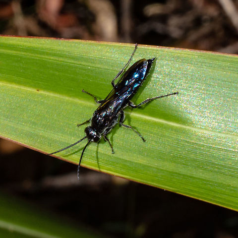 Wasp Blue Flower Wasps are frequent visitors and appear in our cold climate garden from mid summer to early autumn. They are eye-catching, steely-blue wasps, about three centimetres long, who spend their time zooming around, often close to the ground and feeding on flowering native plants. Australia,Geotagged,Scolia verticalis,Summer
