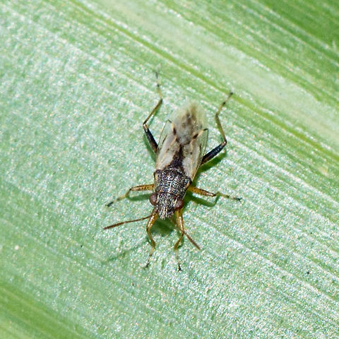 Nissius vinitor Rutherglen bugs are a common native insect that attack a wide range of crops and weeds including canola, lucerne, wheat, sunflowers, safflowers, linseed and sorghum. Adults are 4 mm long and grey-brown in colour with clear wings folded flat on their back. They are narrow-bodied with prominent dark eyes, and they are highly mobile. Nymphs are wingless and have a dark red, pear-shaped body. Rutherglen bugs are typically a problem in spring, but can also be a sporadic pest of seedling crops in autumn. They are regarded as opportunistic and can reach plague proportions in some seasons.
http://cesaraustralia.com/sustainable-agriculture/identify-an-insect/insect-gallery/pest-insects/aphids-and-bugs/rutherglen-bug/ Australia,Geotagged,Nysiini,Nysius,Nysius vinitor,Orsillinae,Summer