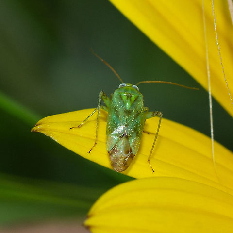 Green Mirid Adult green mirids are green to yellowish-green in colour and approximately 7-9 mm in length. They have an elongated body with clear wings folded flat on their back, sucking and piercing mouthparts and long, four-segmented antennae. Australia,Creontiades dilutus,Geotagged,Green mirid,Summer