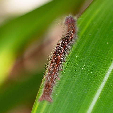 Caterpillar of the Wattle Snout Moth  Australia,Geotagged,Pararguda nasuta,Summer,Wattle snout moth