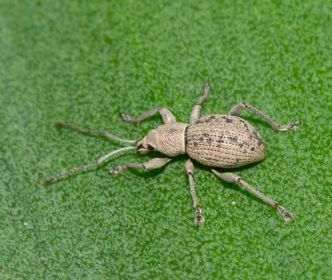 Weevil - Merimnetes oblongus Seen here on a Yukka leaf<br />
 Australia,Geotagged,Merimnetes oblongus,Oribi,Ourebia ourebi,Summer