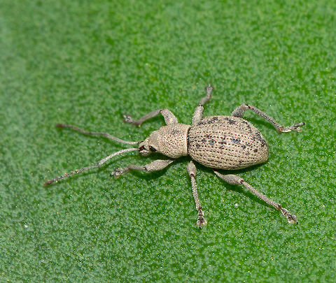 Weevil - Merimnetes oblongus Seen here on a Yukka leaf
 Australia,Geotagged,Merimnetes oblongus,Oribi,Ourebia ourebi,Summer
