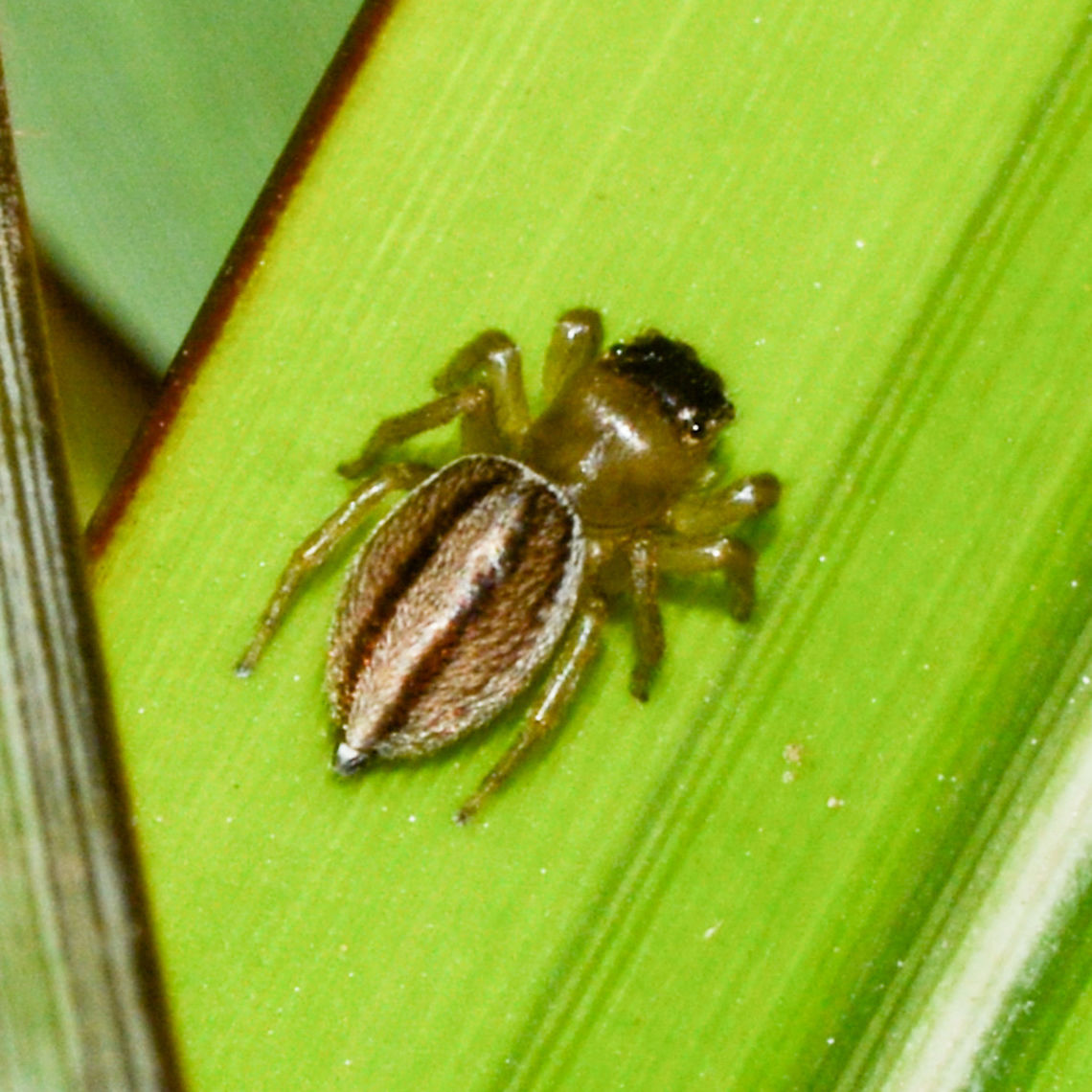 Hypoblemum scutulatum - Jumping Spider - Female A common jumping spider on the bark of trees, leaves and other surfaces, body length of females to 7mm, males to about 5mm, found in Queensland and NSW and likely elsewhere across Australia in suburban parks and gardens, dry eucalypt scrub to rainforest. Usually abundant when found, mostly on low foliage. Thought to prey on ants and probably other arthropods. Body and legs yellow to orange, sometimes brown, with a whitish striped abdomen. Easily recognisable by the pattern of lengthways bands down the abdomen and the black-topped head with white fringes around the eyes. Australia,Geotagged,Hypoblemum scutulatum,Summer,White-banded House Jumping Spider