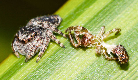 Jumping Spider - Opisthoncus parcedentatus ? Is this dismemberment? Australia,Garden jumping spider,Geotagged,Opisthoncus parcedentatus,Summer