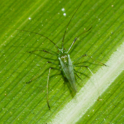 Green Long legs - Aphid  Australia,Geotagged,Summer