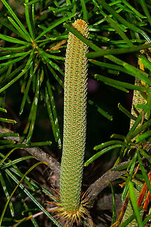 Banksia ericifolia ? A banksia stem showing potential Australia,Banksia aemula,Banksia baueri,Banksia coccinea,Banksia ericifolia,Geotagged,Heath-leaved Banksia,Scarlet banksia,Summer,Wallum banksia,Woolly banksia