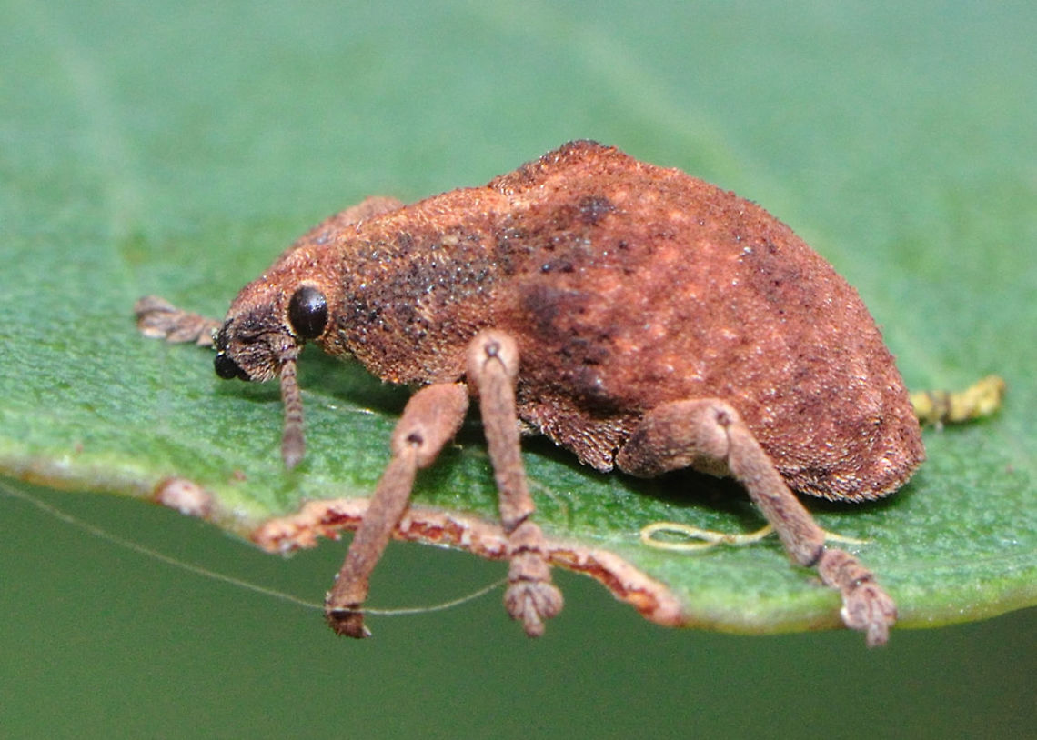 Eucalyptus Weevil The Eucalyptus weevils, Gonipterus spp. (Coleoptera: Curculionidae), are leaf-feeding beetles native to Australia. There are approximately 20 described species within the genus Gonipterus occurring across the eastern areas of Australia from Northern Tasmania to Queensland, and a small number in southwestern Australia. Australia,Geotagged,Gonipterus scutellatus,summer