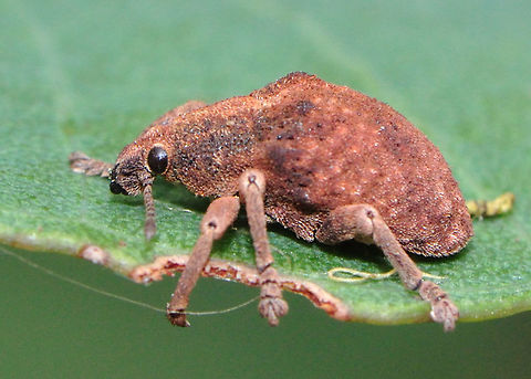 Eucalyptus Weevil The Eucalyptus weevils, Gonipterus spp. (Coleoptera: Curculionidae), are leaf-feeding beetles native to Australia. There are approximately 20 described species within the genus Gonipterus occurring across the eastern areas of Australia from Northern Tasmania to Queensland, and a small number in southwestern Australia. Australia,Geotagged,Gonipterus scutellatus,summer