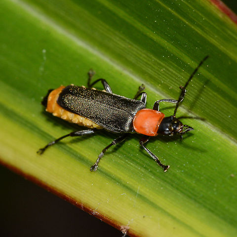 Soldier Beetle - Chauliognathus tricolor The Tricolor Soldier Beetle has the head and wing-covers in black, thorax in orange and abdomen in yellow colours. This is a very strong warning signal. Soldier Beetles are known to produce defensive toxic secretions when disturbed.   Australia,Chauliognathus tricolor,Geotagged,Summer
