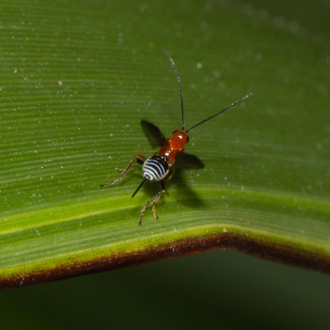 Zebra Red Head - Calibracon Orange Braconid Wasp Australia,Callibracon capitator,Callibracon limbatus,Fruit tree root weevil,Geotagged,Leptopius robustus,Summer,White Flank Black Braconid wasp