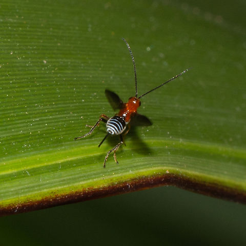 Zebra Red Head - Calibracon Orange Braconid Wasp Australia,Callibracon capitator,Callibracon limbatus,Fruit tree root weevil,Geotagged,Leptopius robustus,Summer,White Flank Black Braconid wasp