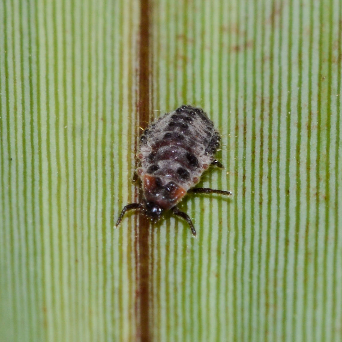Larvae of ?  Australia,Coccinella septempunctata,Coccinella transversalis,Geotagged,Rodolia cardinalis,Seven-spotted Lady Beetle,Summer,Transverse Ladybird