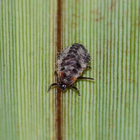 Larvae of ?  Australia,Coccinella septempunctata,Coccinella transversalis,Geotagged,Rodolia cardinalis,Seven-spotted Lady Beetle,Summer,Transverse Ladybird