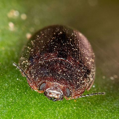 The Eyes Have It - Leaf Beetle - The Paropsisterna variicollis  Australia,Geotagged,Paropsisterna variicollis,Summer