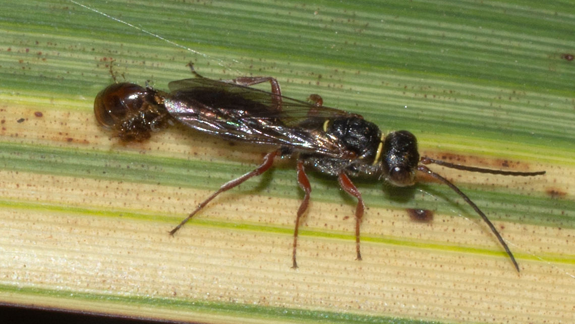 Tachynomyia abdominalis Mating Australia,Geotagged,Summer,Tachynomyia abdominalis