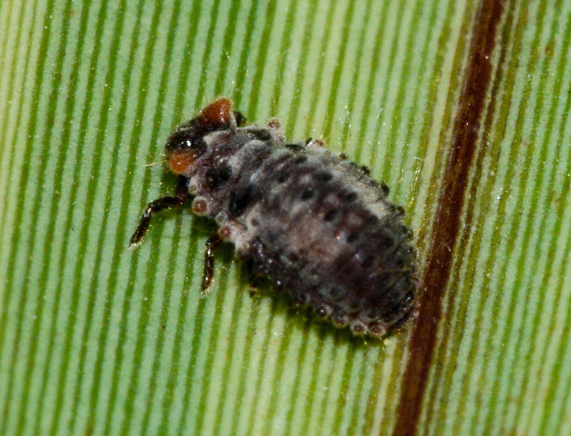 Lady Bird Larvae ? Rear View  Australia,Geotagged,summer