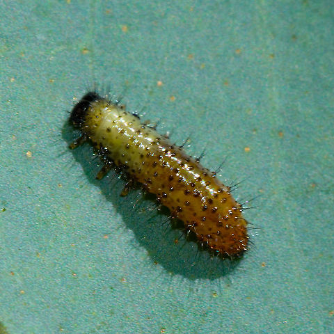 Paropsisterna larvae  Australia,Blessed leaf beetle,Geotagged,Paropsisterna beata,Paropsisterna inspersa,Summer