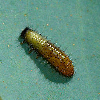 Paropsisterna larvae  Australia,Blessed leaf beetle,Geotagged,Paropsisterna beata,Paropsisterna inspersa,Summer