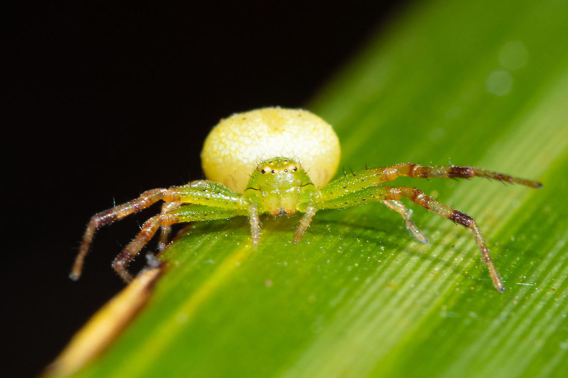 Diaea evanida - Crab Spider What a startling little spider Australia,Diaea evanida,Geotagged,Northern Flower Spider,Summer,Tharrhalea evanida