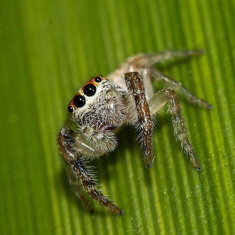 Psenuc courti (Zabka, 2002) Court's Stridulating Jumping Spider ? I know it's out of area but looks very much like it
http://www.arachne.org.au/01_cms/details.asp?ID=2649 Australia,Geotagged,Psenuc courti,Summer