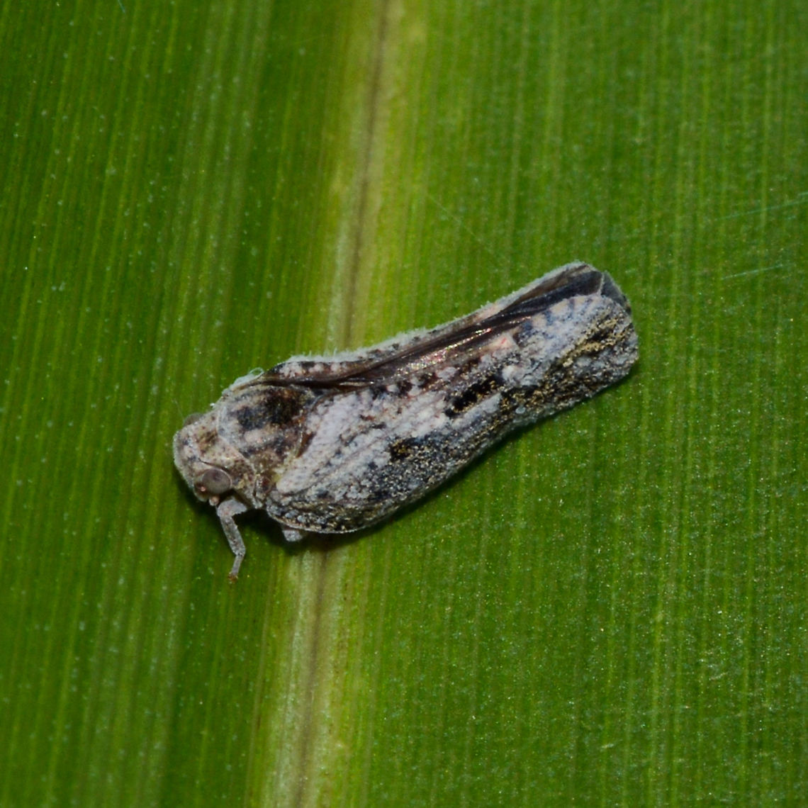 Citrus Flatid Planthopper - Metcalfa pruinosa <br />
 Australia,Citrus flatid planthopper,Geotagged,Metcalfa pruinosa,Summer
