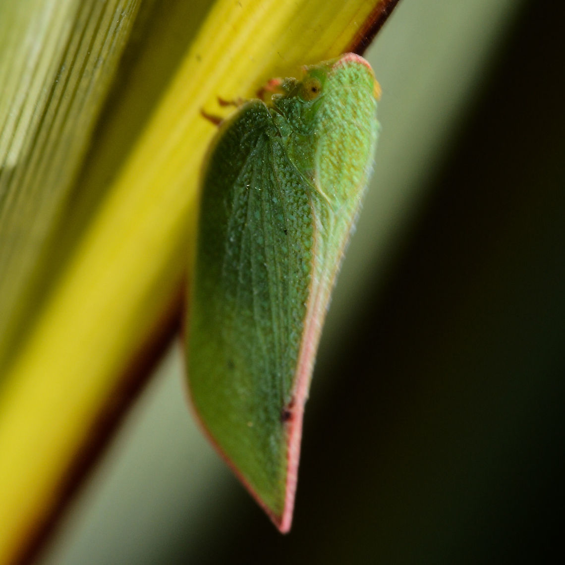 Green Leaf Hopper  - Siphanta acuta Adult Torpedo Bugs (Siphanta acuta) are bright green in color with veins along their dorsal side mimicking a leaf. Their eyes are pink and the head comes to a point, giving this insect a torpedo shape and aerodynamic structure. The wingspan of the adult torpedo bug is about 25mm. Once in the adult stage, life expectancy of S.acuta is only around 2 months. Australia,Geotagged,Siphanta acuta,Summer,Torpedo bug