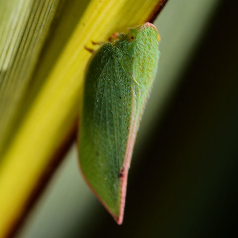 Green Leaf Hopper  - Siphanta acuta Adult Torpedo Bugs (Siphanta acuta) are bright green in color with veins along their dorsal side mimicking a leaf. Their eyes are pink and the head comes to a point, giving this insect a torpedo shape and aerodynamic structure. The wingspan of the adult torpedo bug is about 25mm. Once in the adult stage, life expectancy of S.acuta is only around 2 months. Australia,Geotagged,Siphanta acuta,Summer,Torpedo bug